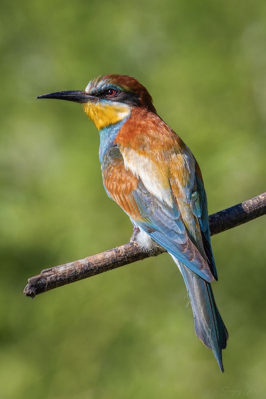 щурка, птицы, пернатые Золотистая щурка фото превью