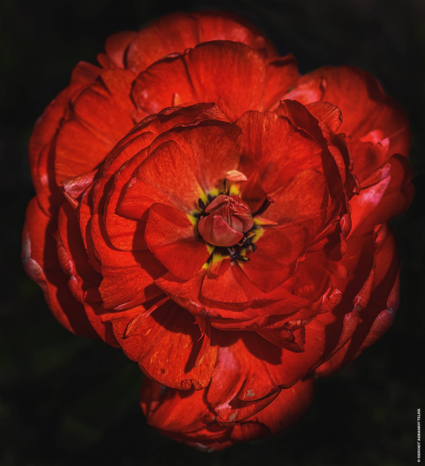 Цветы, макро, мак, красный, весна, цветение, Армашов-Тельник Григорий