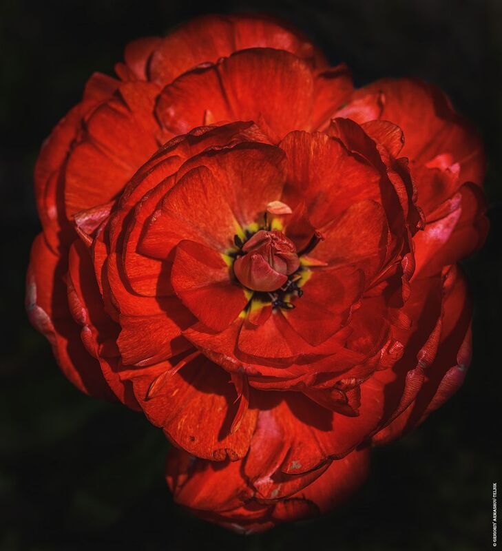 Цветы, макро, мак, красный, весна, цветение Мак фото превью