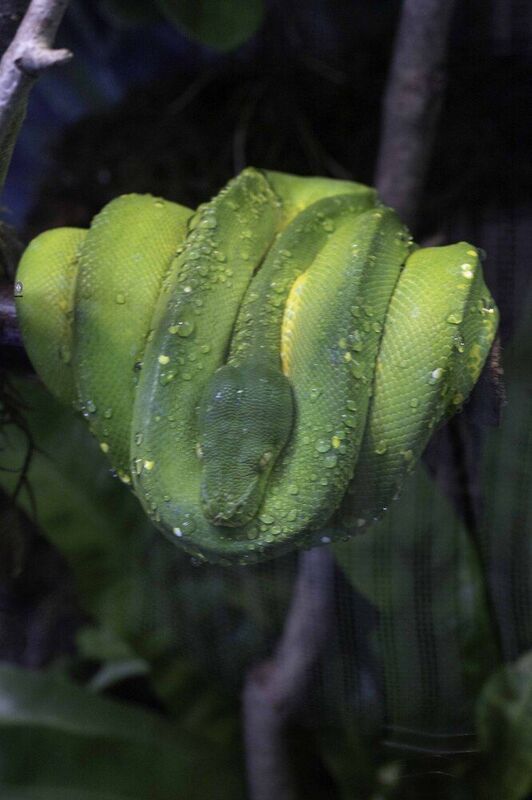 Green tree python фото превью