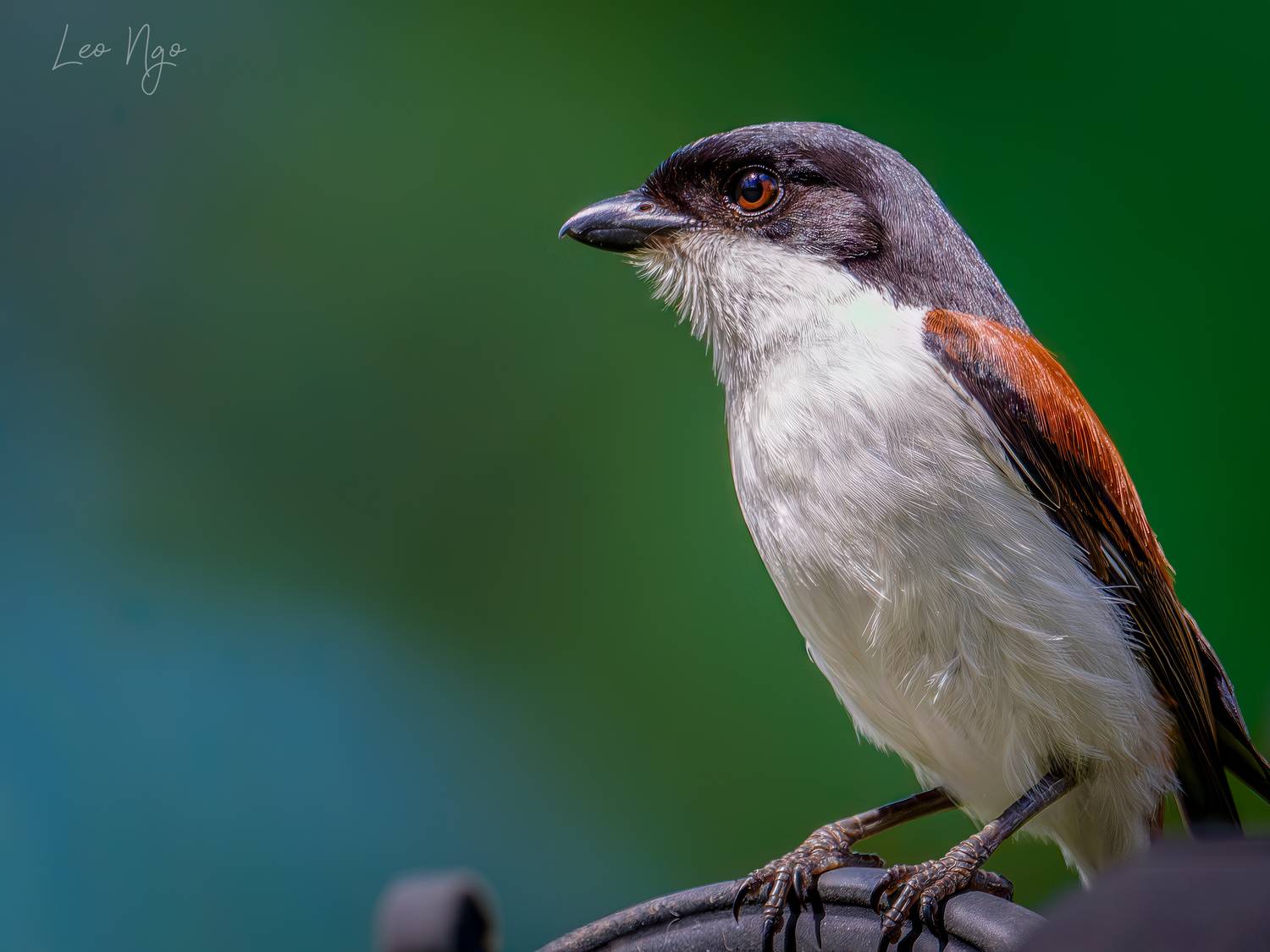 #SaveThePlanet #BurmeseShrike #B&aacute;chThanhMiếnĐiện #BirdPortrait #WildlifeVietnam #BirdingVietnam #BirdPhotography, Ngo Hoang Nguyen - Leo Ngo
