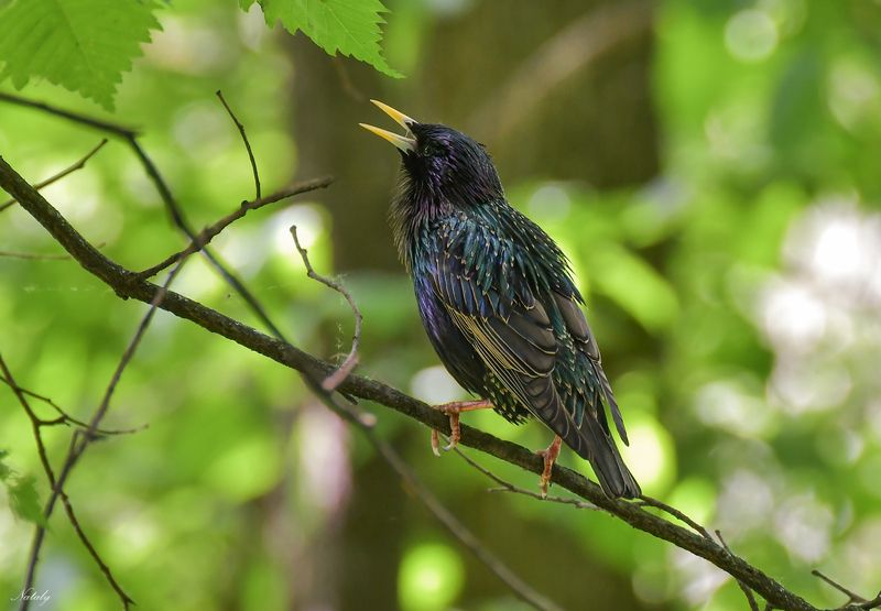 Скворец фото превью