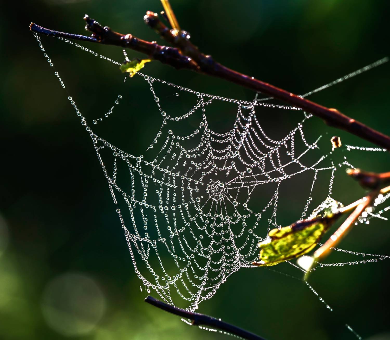 утро, лето, паутина, роса, капли, Борис Новиков