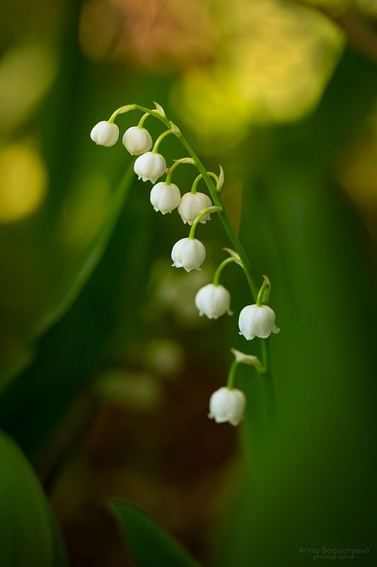 Ландыш в саду в последних лучах фото превью