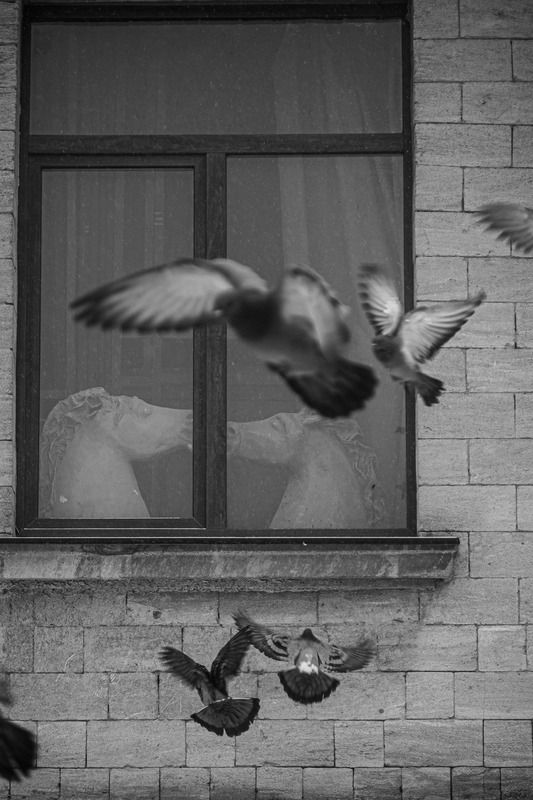 Любовь и голуби фото превью