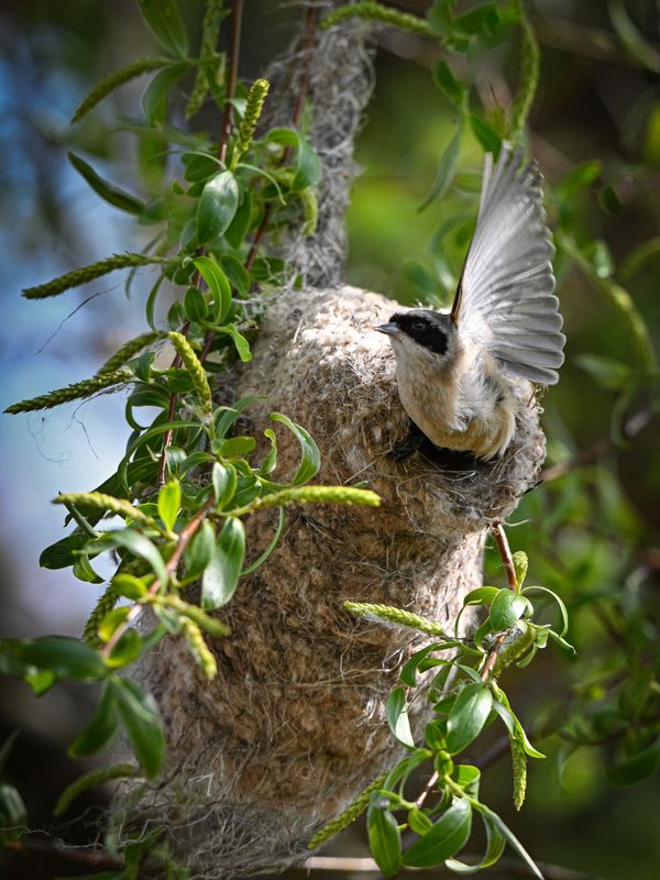 ремез, гнездо, крыло, птицы Без меня тебе, любимый мой, лететь с одним крылом фото превью