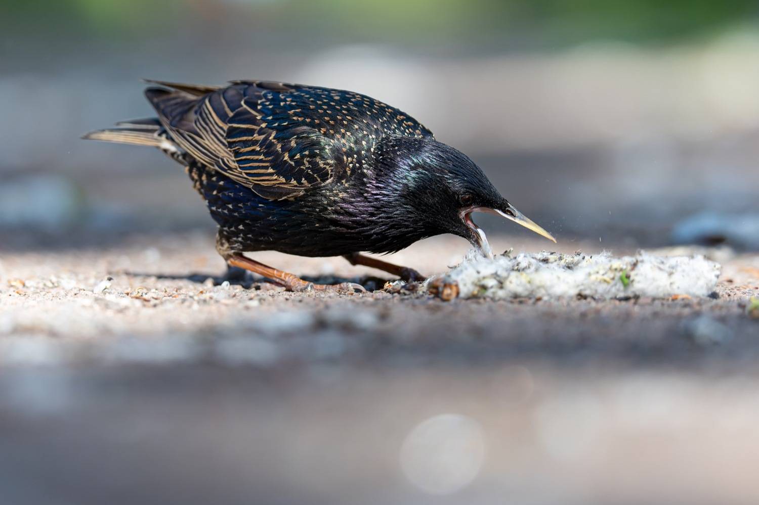 скворец, птицы, Руслан Pl