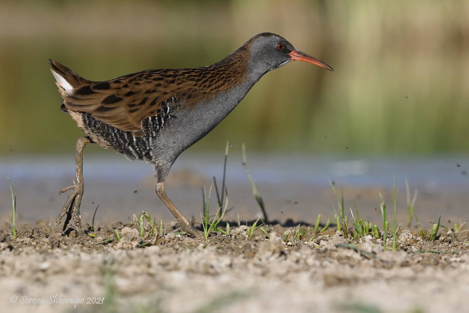 , Сергей Шкарупо