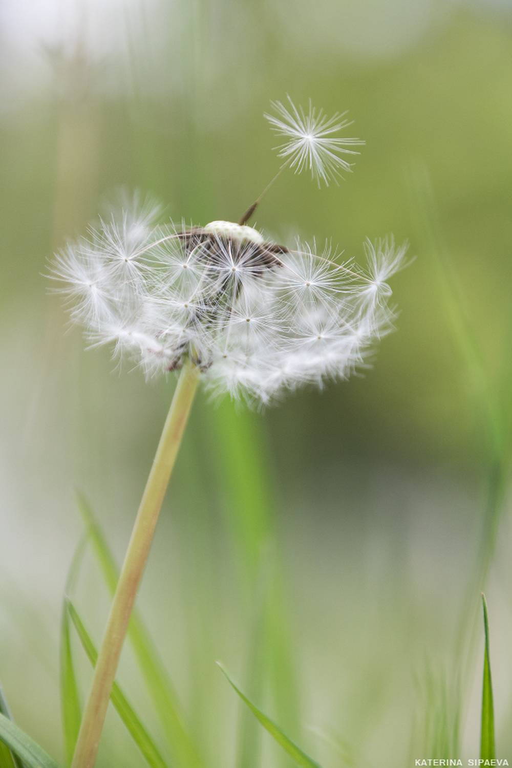 , Сипаева Катерина