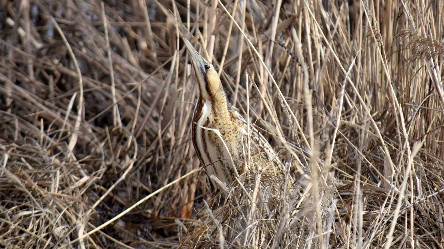 , Неверова Наталья