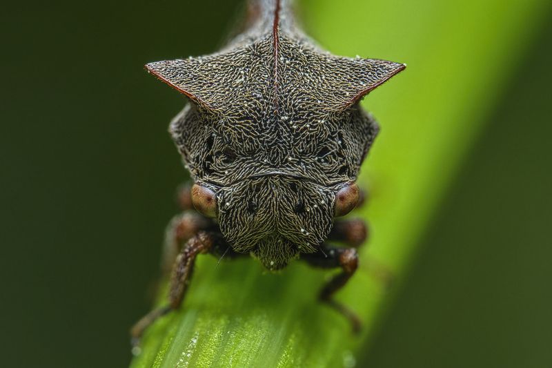 (Centrotus cornutus) фото превью