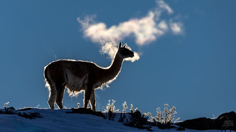 Гуанако фото превью