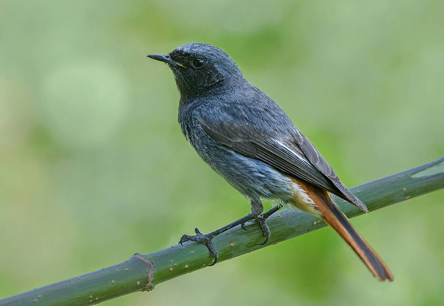 горихвостка,чернушка,самец, Иван
