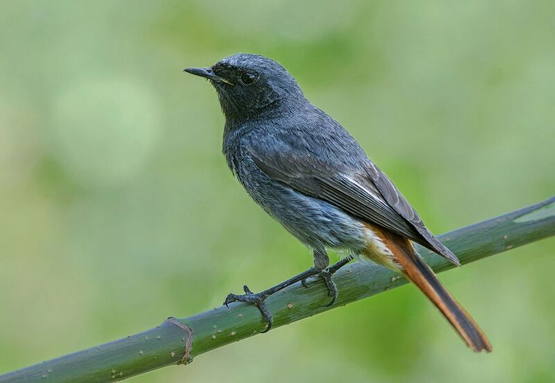 горихвостка,чернушка,самец Горихвостка чернушка фото превью