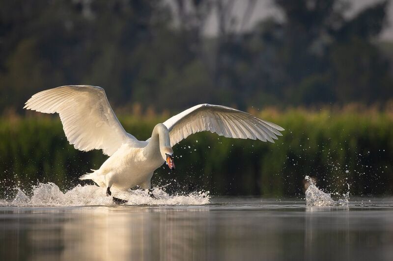 Swan фото превью