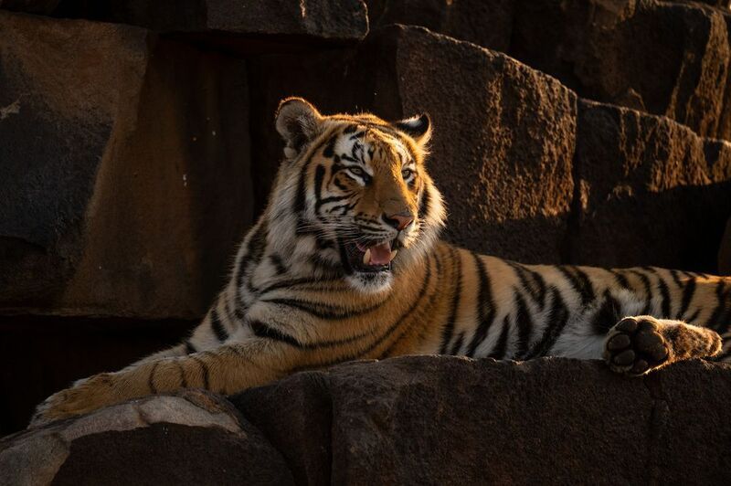 бенгальский тигр, Африка, ЮАР  фото превью