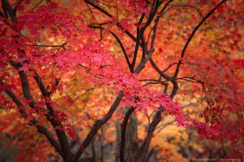 южная корея, south korea, красные клены, осень, листья Осень в Южной Корее фото превью