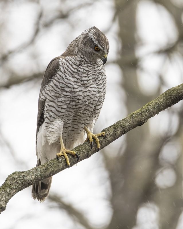 ястреб, тетеревятник, птицы Тетеревятник фото превью