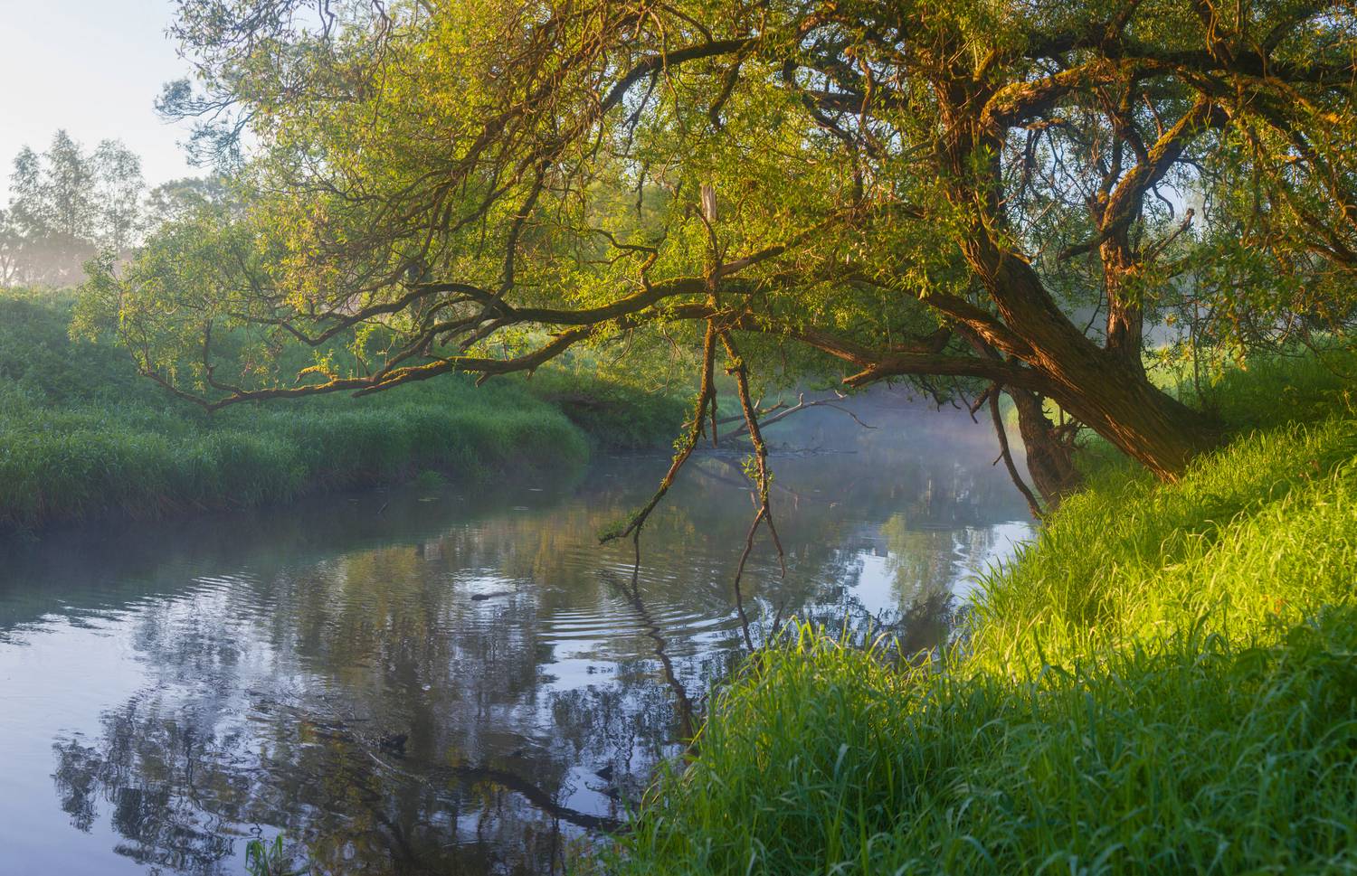 река, утро, лето, Свистков Александр