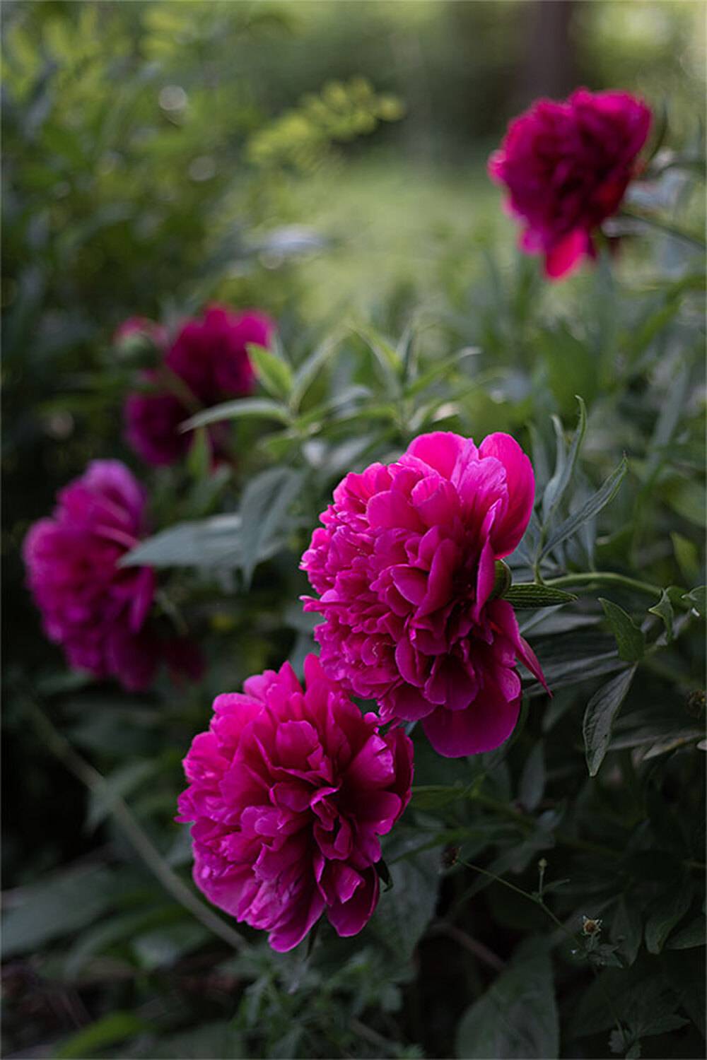 , Чудинин Дмитрий