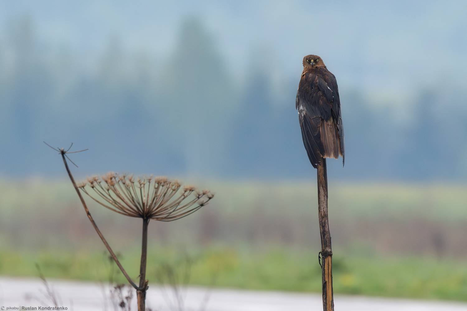 Болотный лунь, Кондратенко Руслан