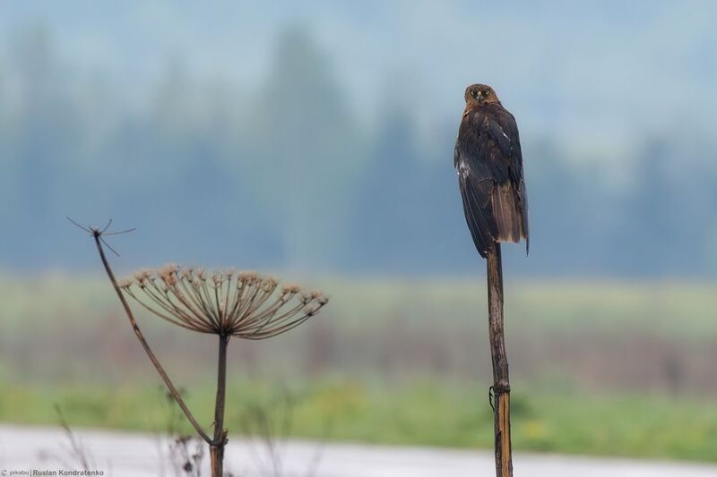 Болотный лунь Болотный лунь фото превью