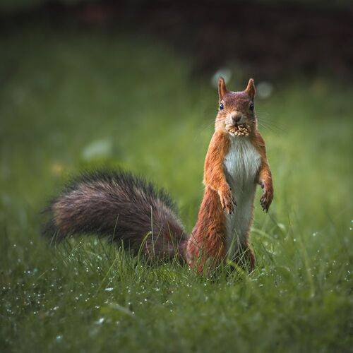 Squirrel