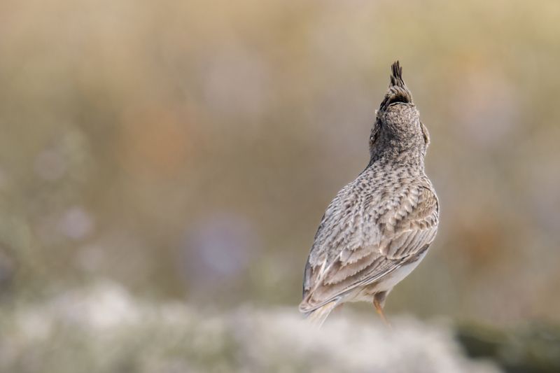 birds, nature, wildlife Crested Lark  фото превью