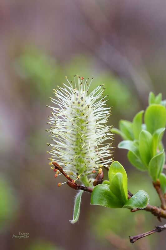 почка, ветка, весна, тычинки Пушистик фото превью