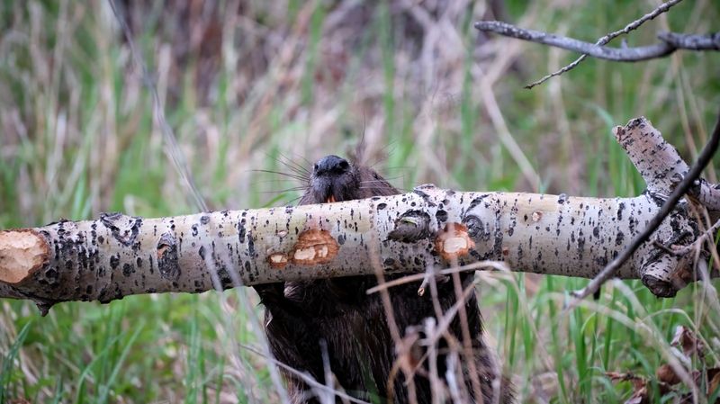 бобры, бобёр Сидим с бобром фото превью