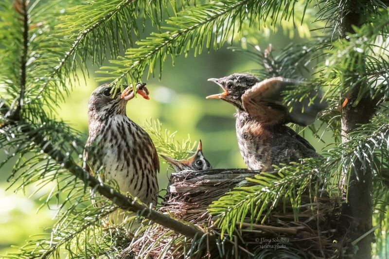 птенцы, дрозд, весна, гнездо, лес Птенцы дрозда белобровика готовятся покинуть гнездо фото превью
