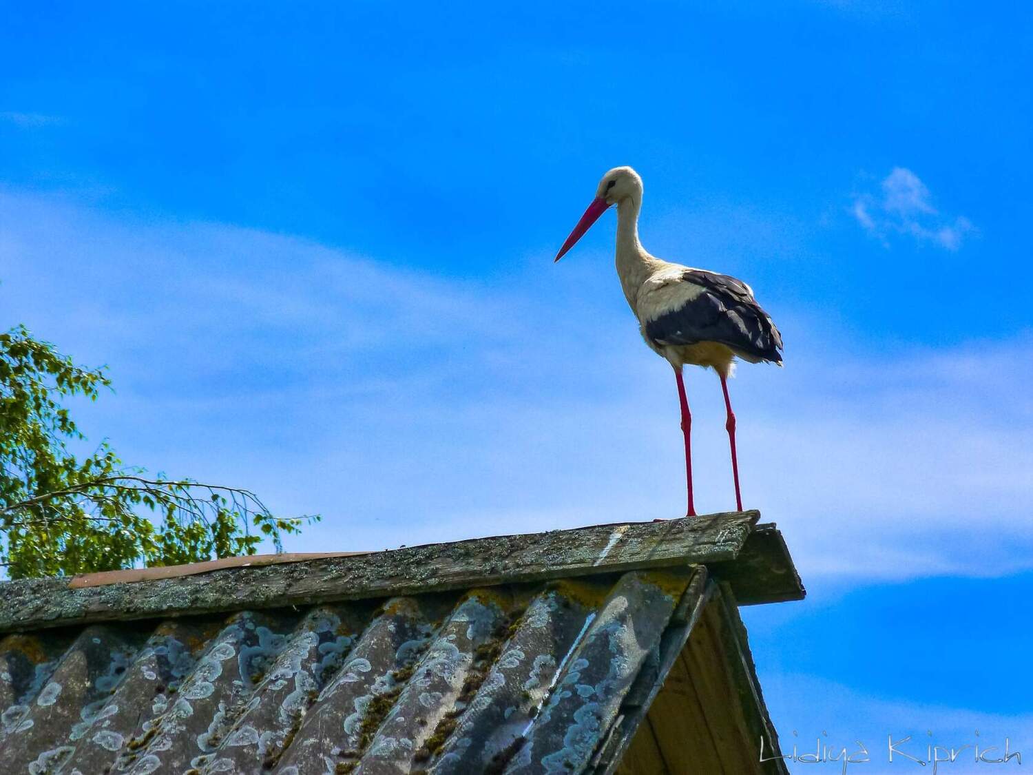 , Лидия Киприч