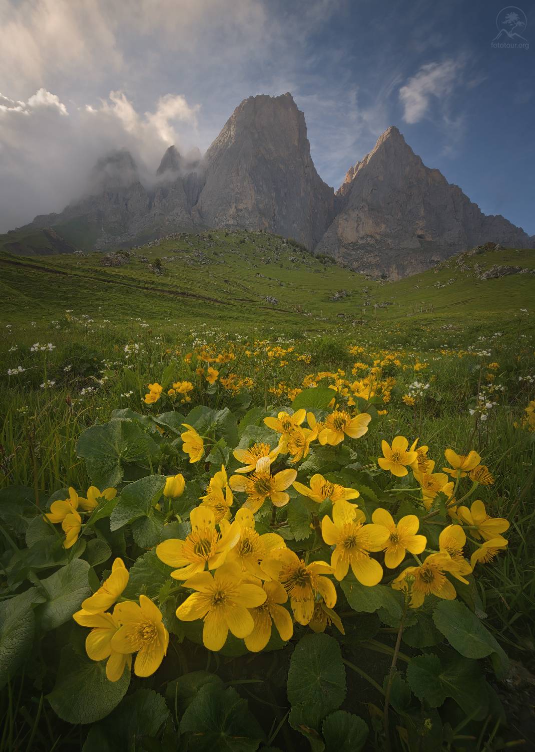 ингушетия, эрзи, цей лоам, май, горы, цветы, фототуры 2025, Гордиенко Анатолий