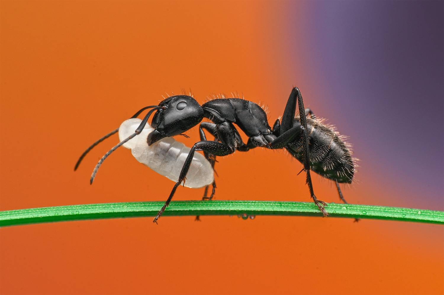 ceclii, macro, Ganev Tsvetan