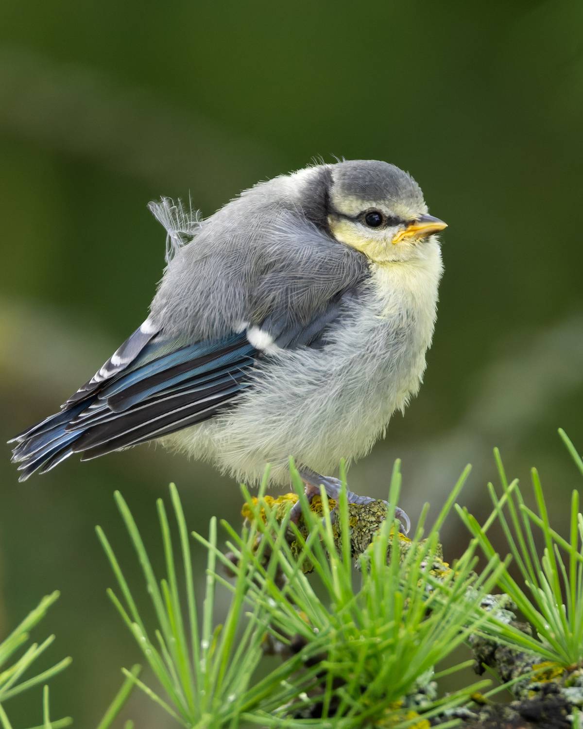 лазоревка, слеток, птицы, фото птиц, cyanistes caeruleus, Александр Шипиленко