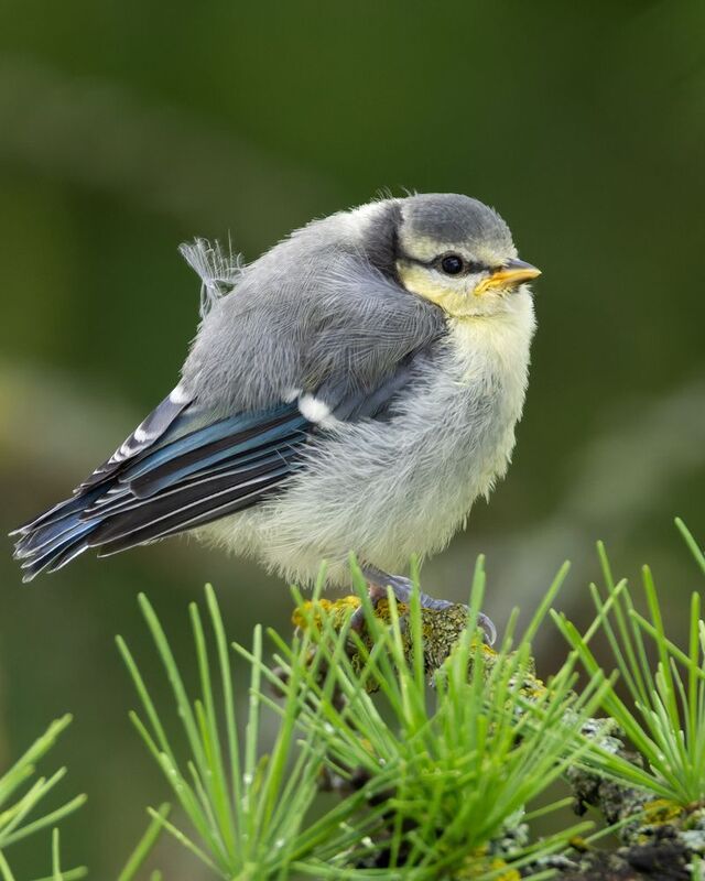 лазоревка, слеток, птицы, фото птиц, cyanistes caeruleus  фото превью