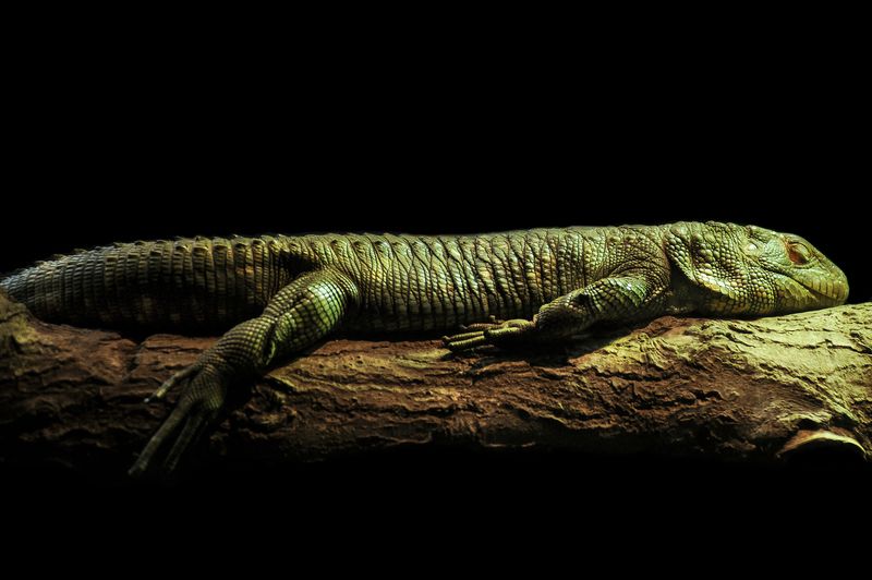 Lézard-caïman#* фото превью