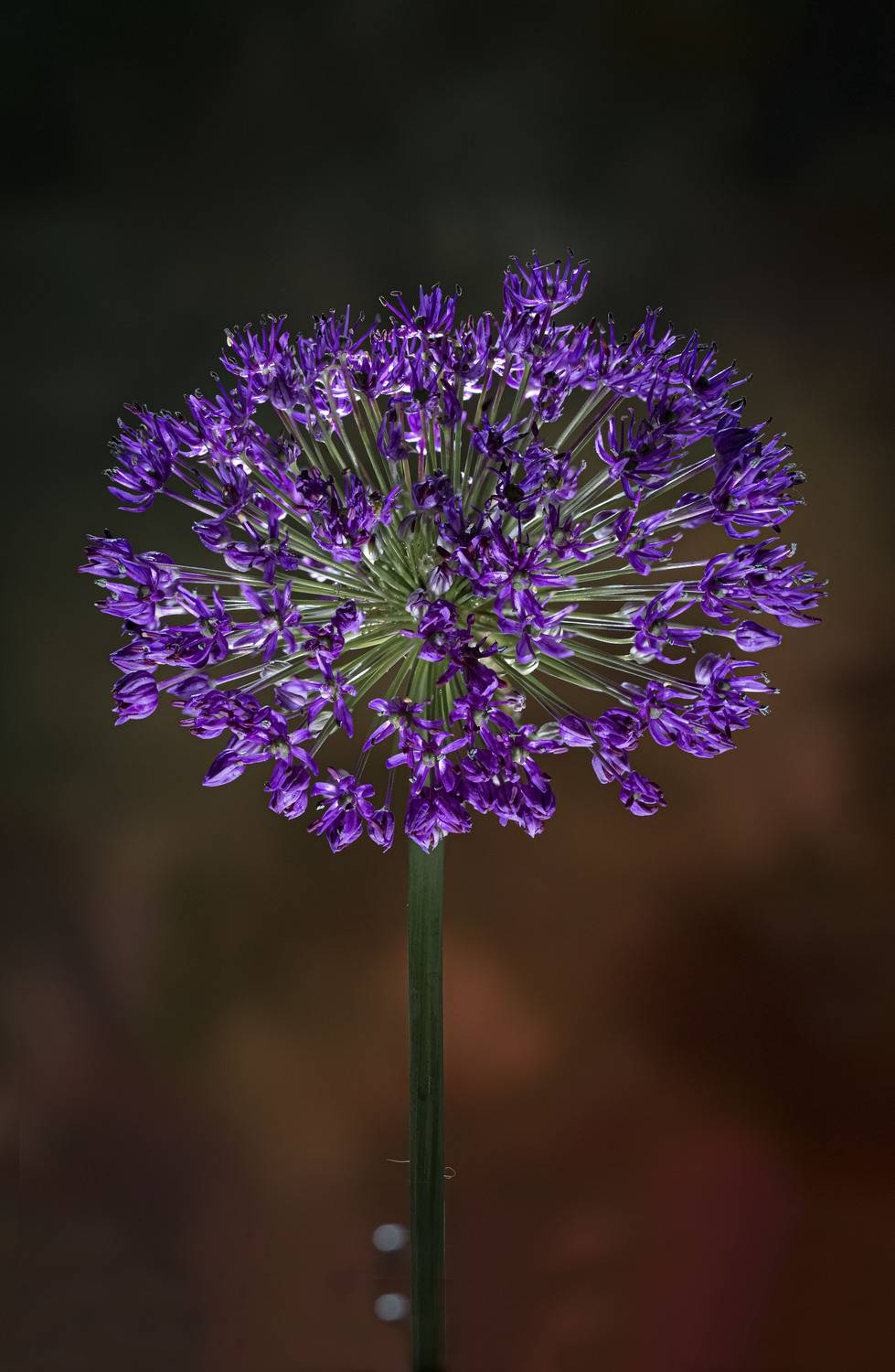 , Черновол Валентин