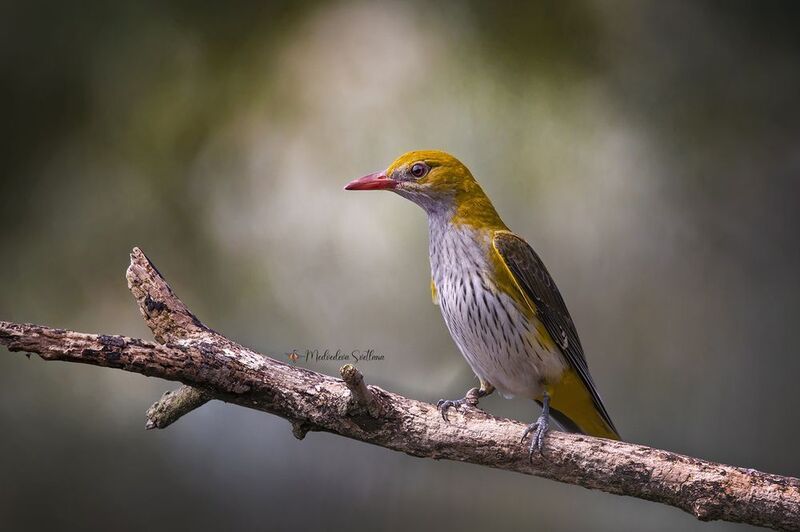 Иволга. фото превью