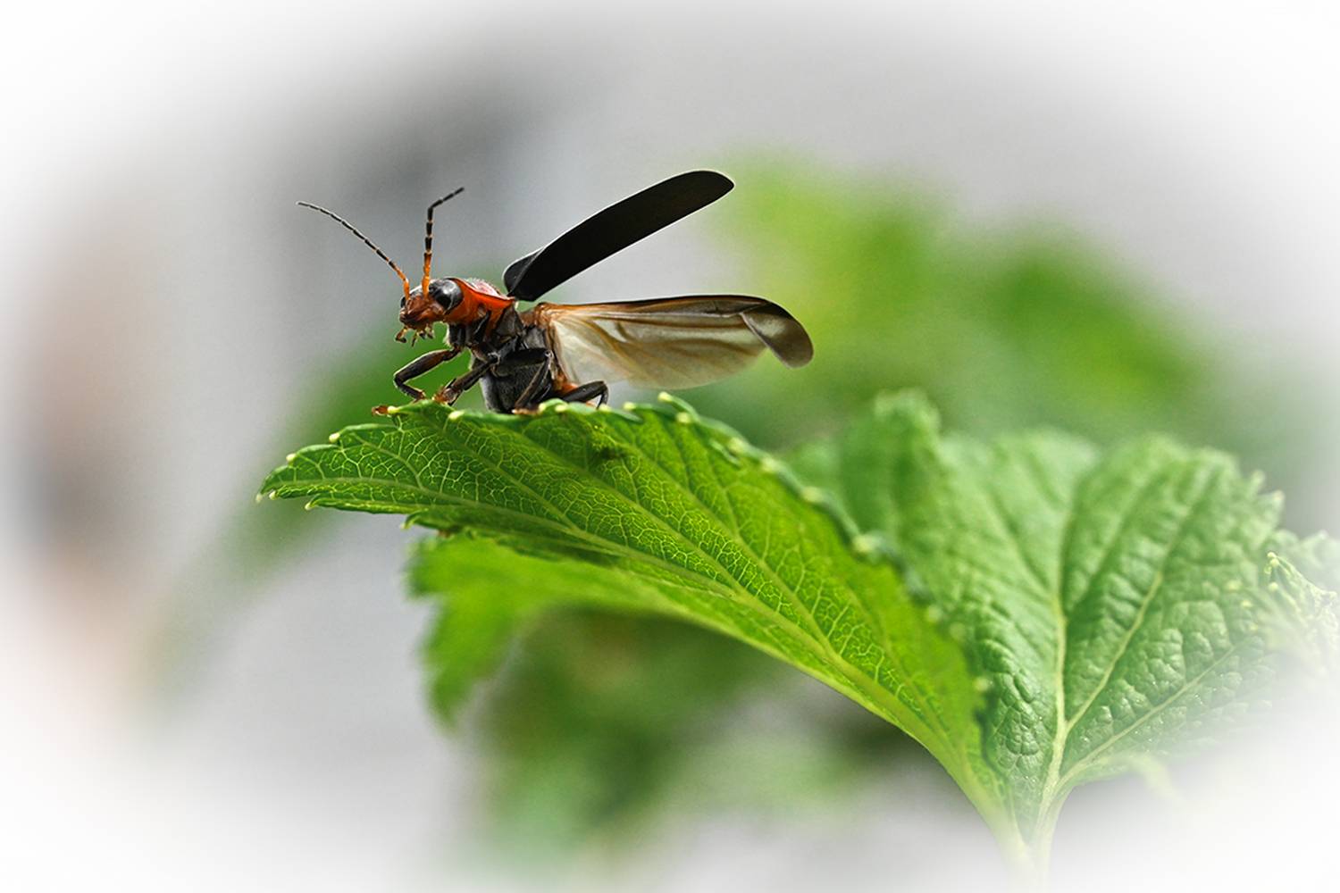 , Калёв Сергей