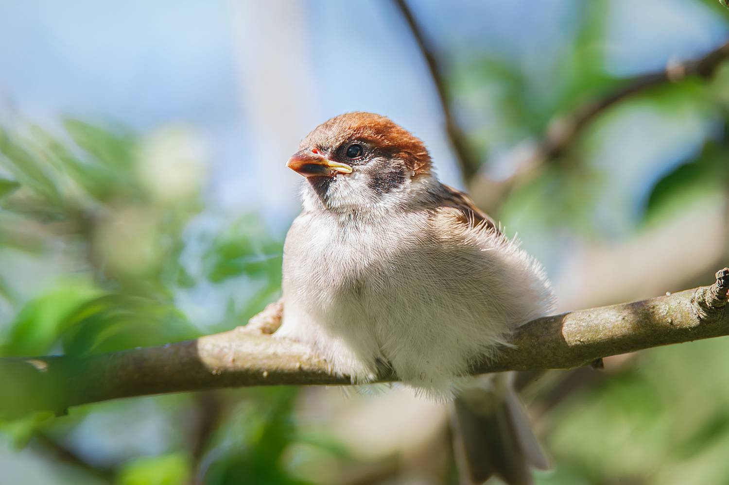 , Корнеев Алексей