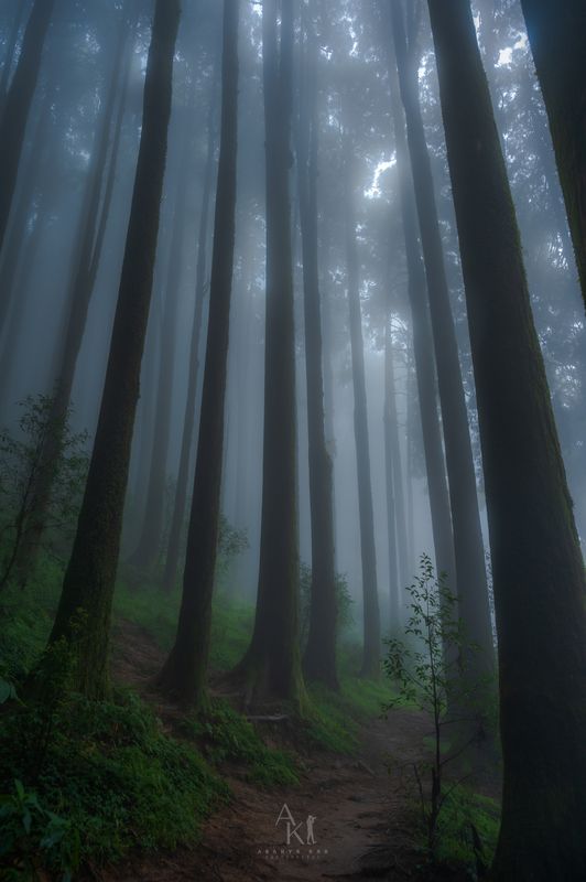 Fog, green, landscape, forest The enchanted forest  фото превью