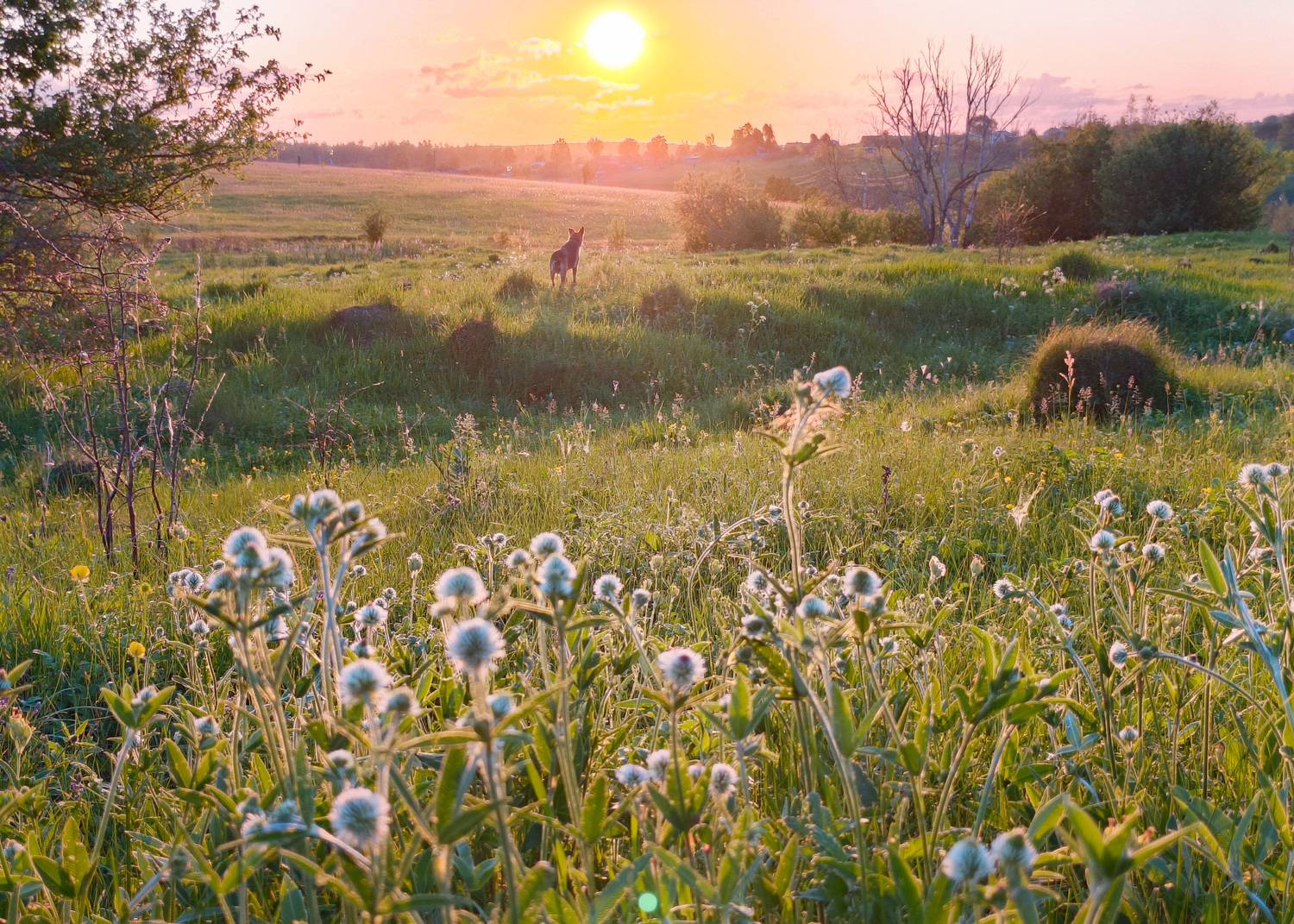 , Кондрашова Светлана