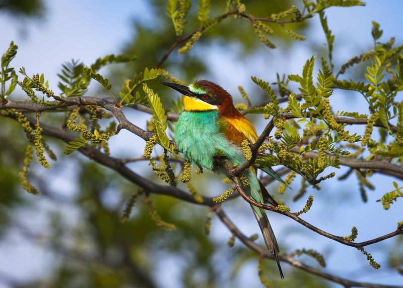 щурка, щурка золотистая, merops, merops apiaster, птицы Золотистая щурка фото превью