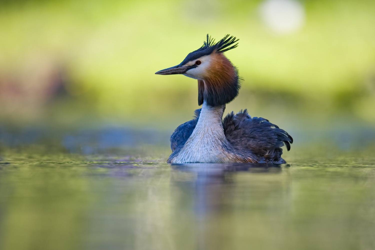 чомга, поганка, большая поганка, птицы, Руслан Pl