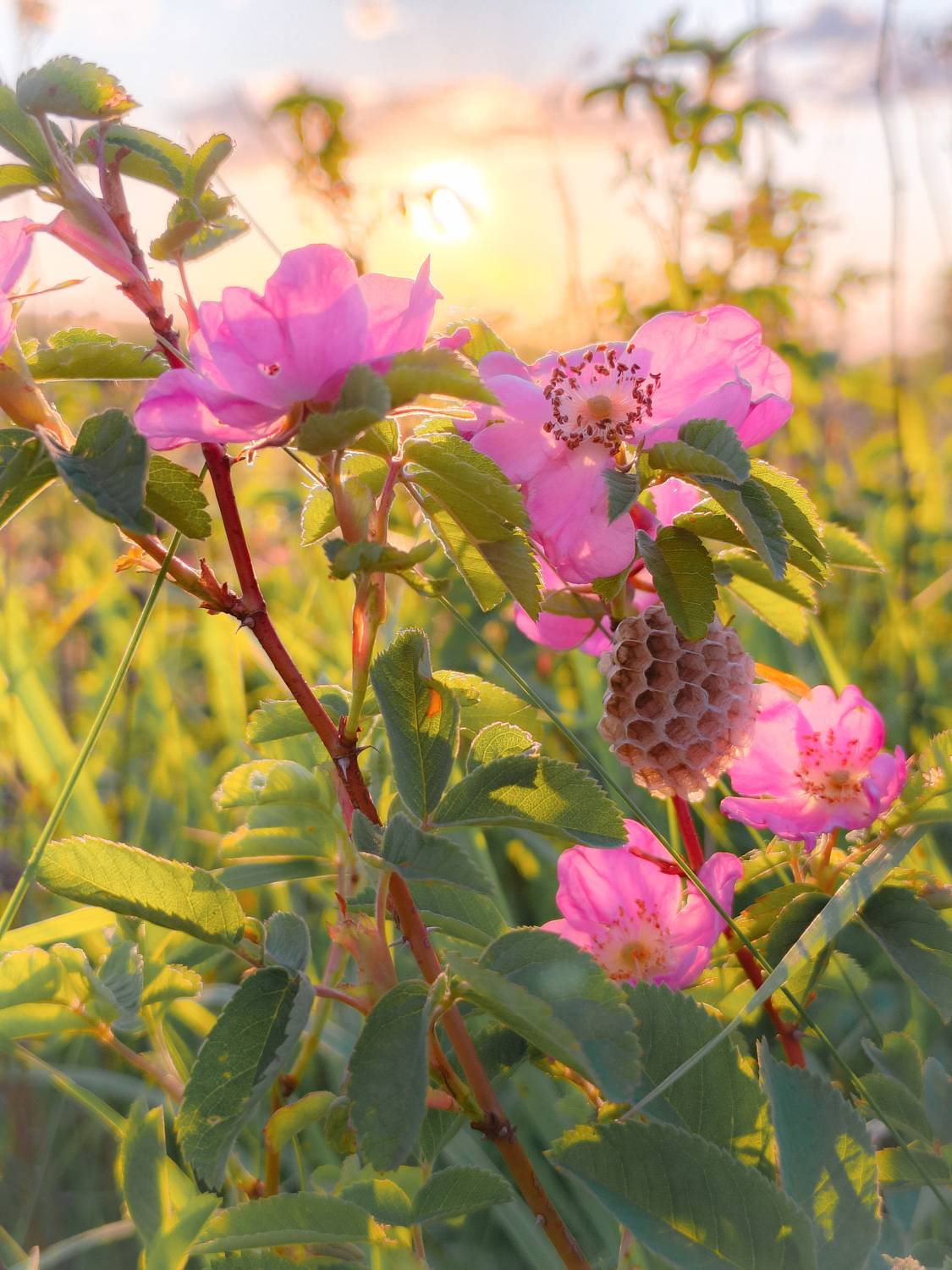 , Кондрашова Светлана