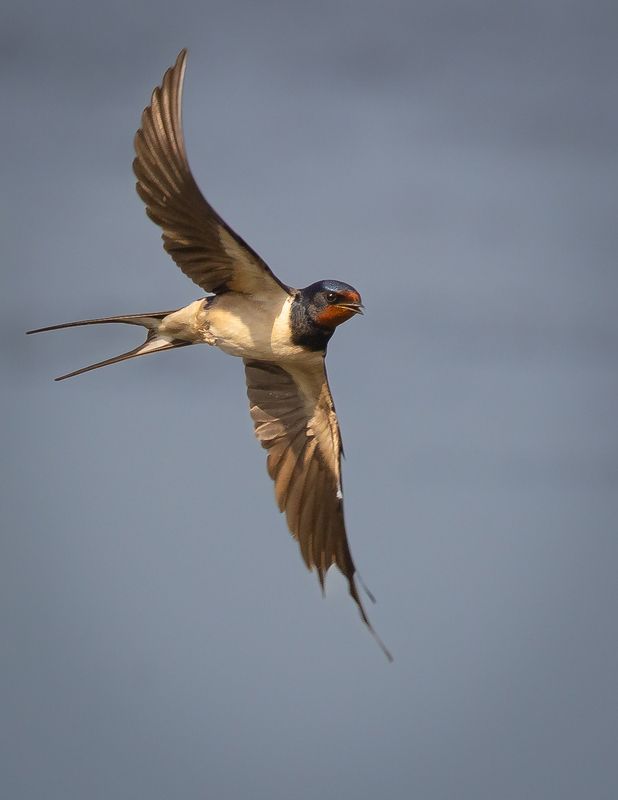 Swallow фото превью