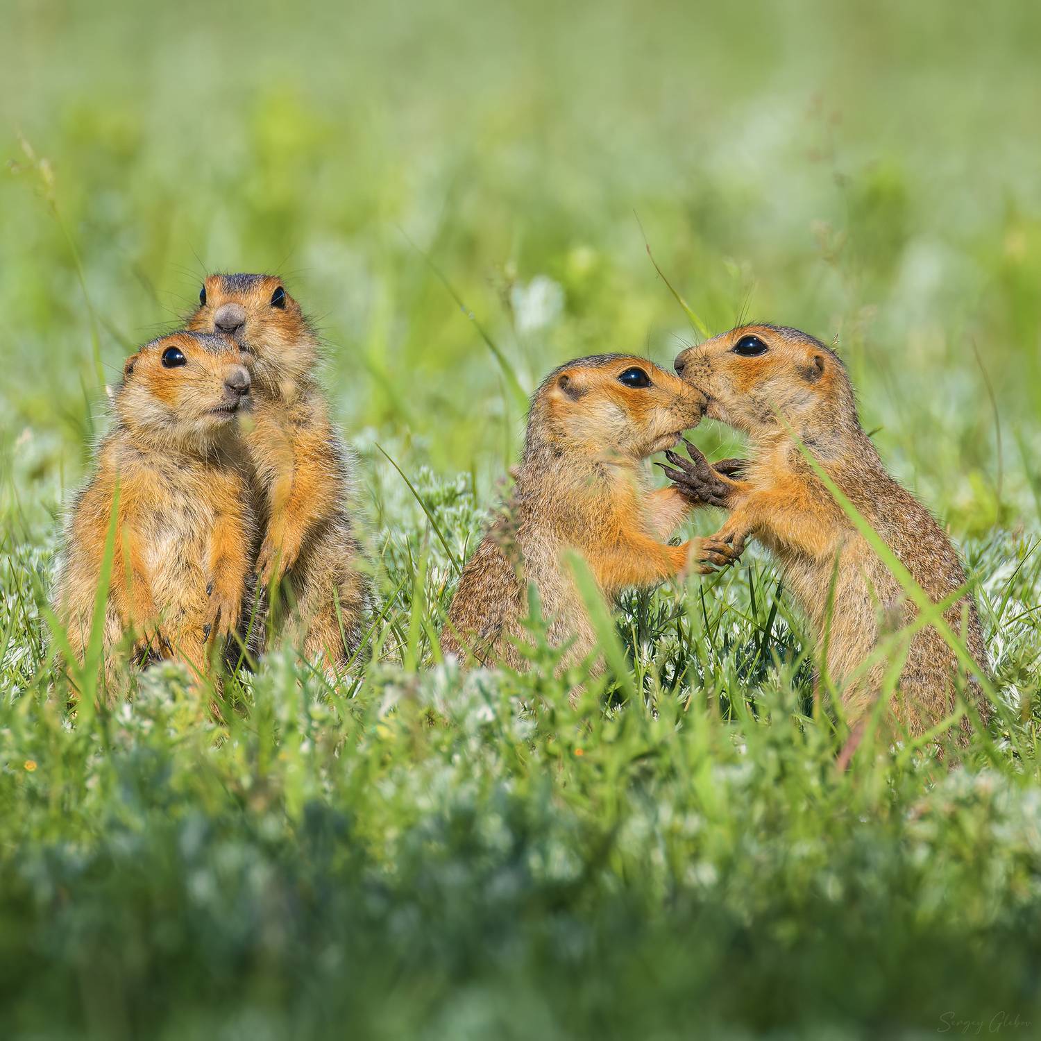 , Глебов Сергей