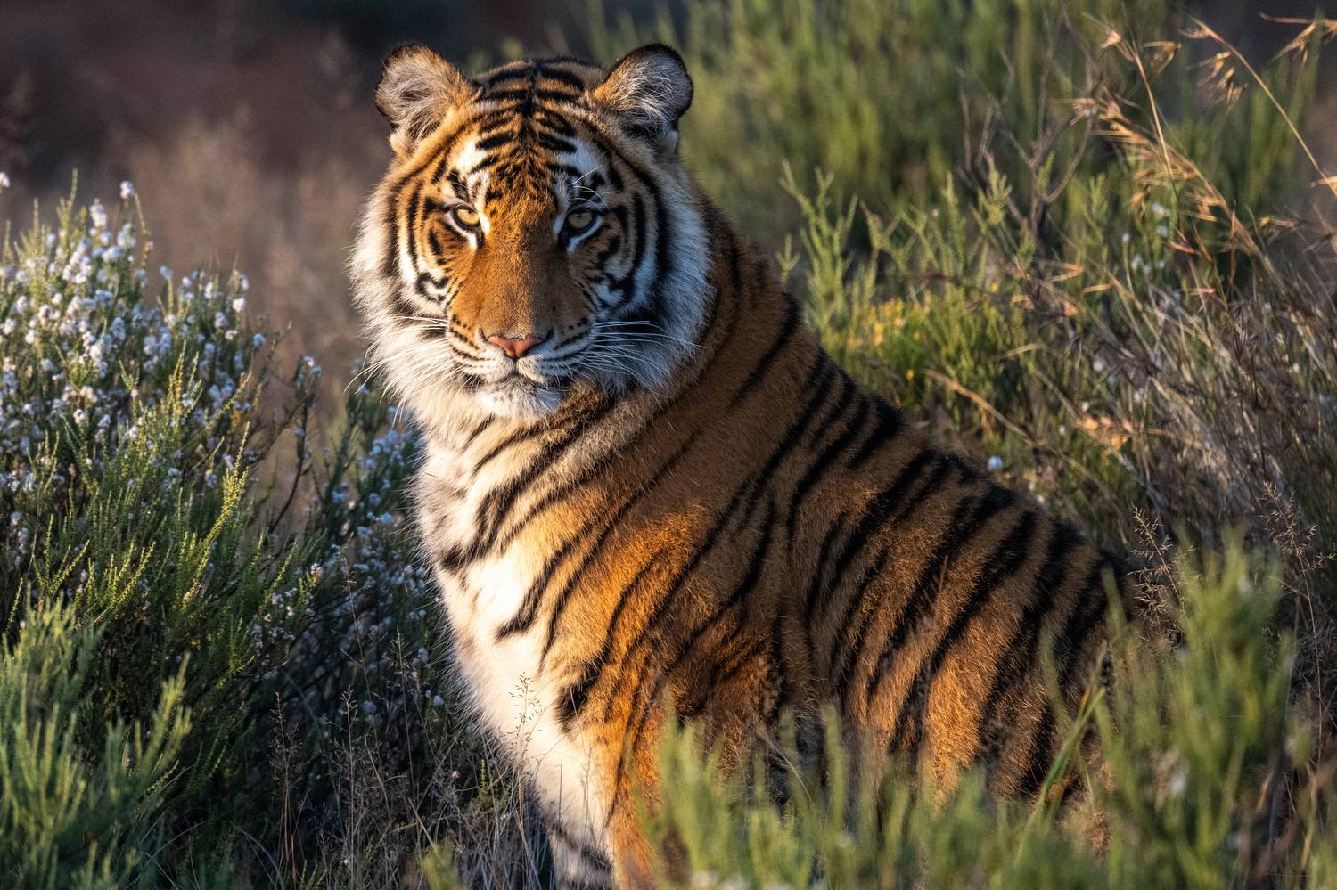 бенгальский тигр, Африка, ЮАР, Сулоев Алексей