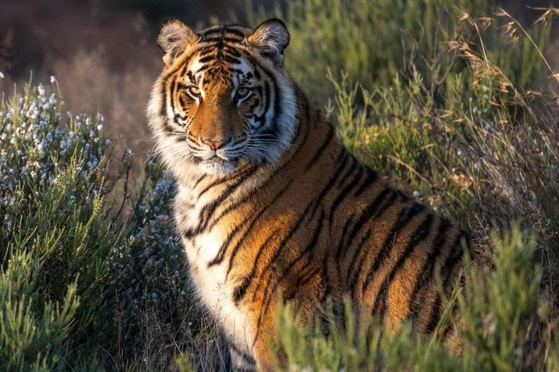 бенгальский тигр, Африка, ЮАР  фото превью